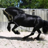 /album/galleria-fotografica/cavallo-jpg/