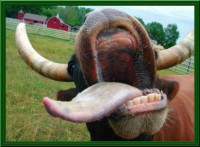 /album/galleria-fotografica/lingua-jpg/